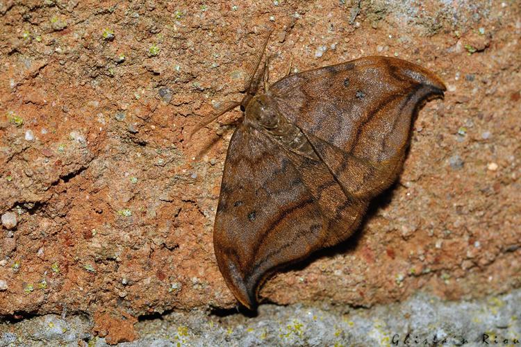 Drepana curvatula, Rebigue 31, avril 2020 © Ghislain Riou