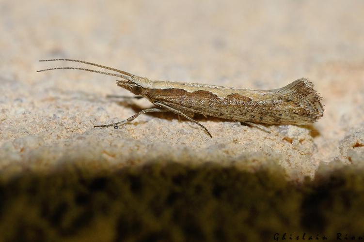 Plutella xylostella, Rebigue 31, avril 2020 © Ghislain Riou