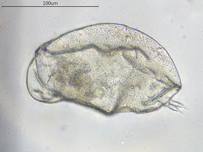 Lophocharis oxysternon, Grisolles 31, avril 2020 © Anaëlle Bernard