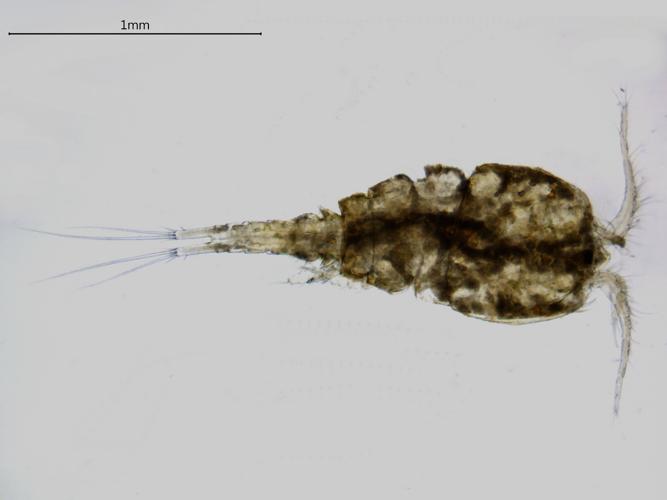 Acanthocyclops einslei, Grisolles 31, avril 2020 © Anaëlle Bernard