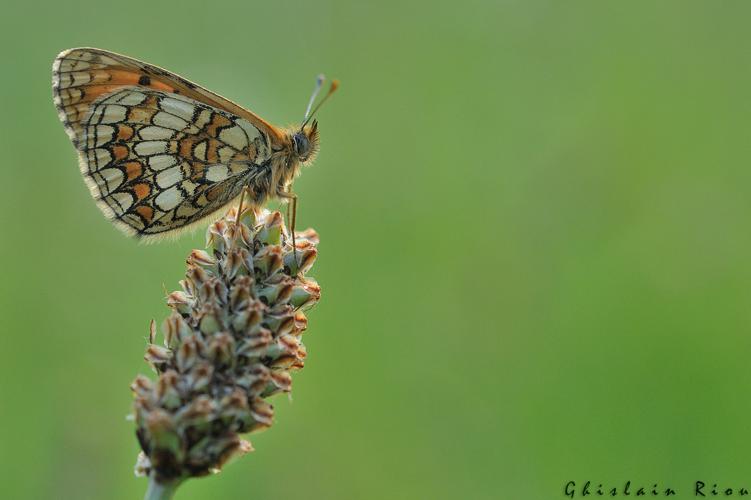 Melitaea parthenoides mâle, Rebigue 31, mai 2020 © Ghislain Riou