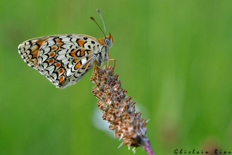 Melitaea phoebe, Rebigue 31, mai 2020 © Ghislain Riou