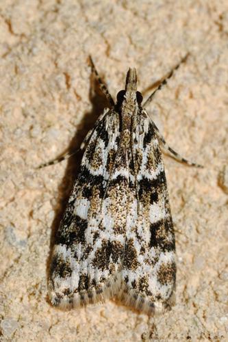 Eudonia delunella, Rebigue 31, mai 2020 © Ghislain Riou