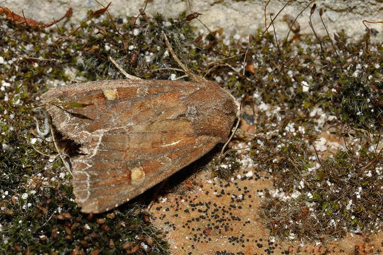 Lacanobia oleracea, Rebigue 31, mai 2020 © Ghislain Riou