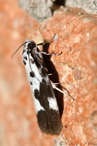 Ethmia quadrillella, Rebigue 31, mai 2020 © Ghislain Riou