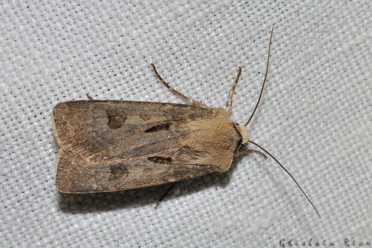 Agrotis exclamationis, Rebigue 31, mai 2020 © Ghislain Riou