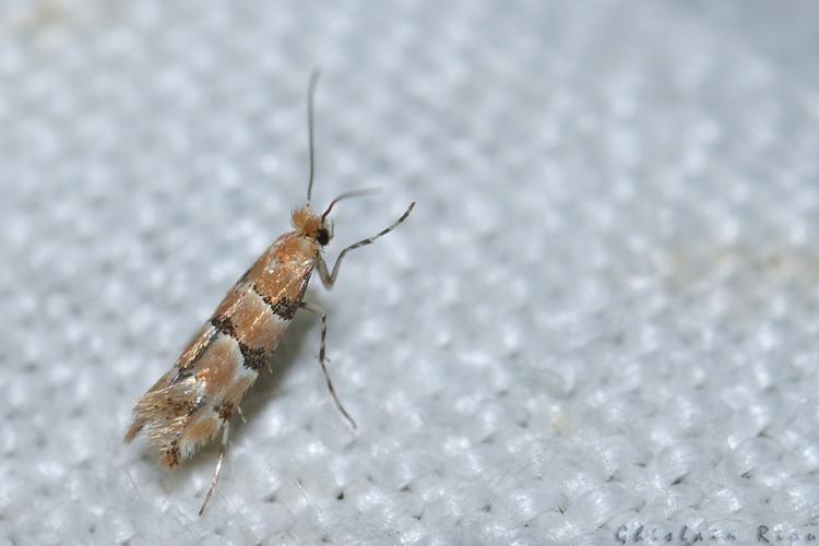 Phyllonorycter trifasciella, Rebigue 31, mai 2020 © Ghislain Riou