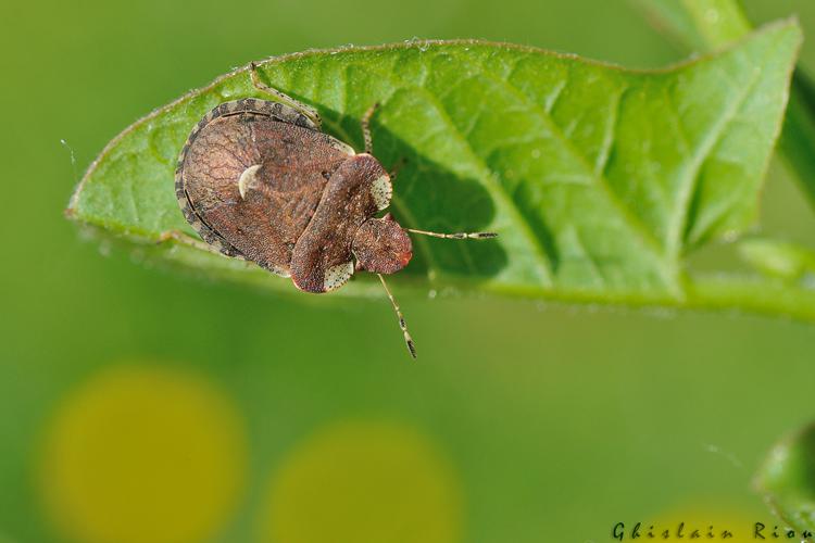 Dyroderes umbraculatus, Mervilla 31, mai 2020 © Ghislain Riou