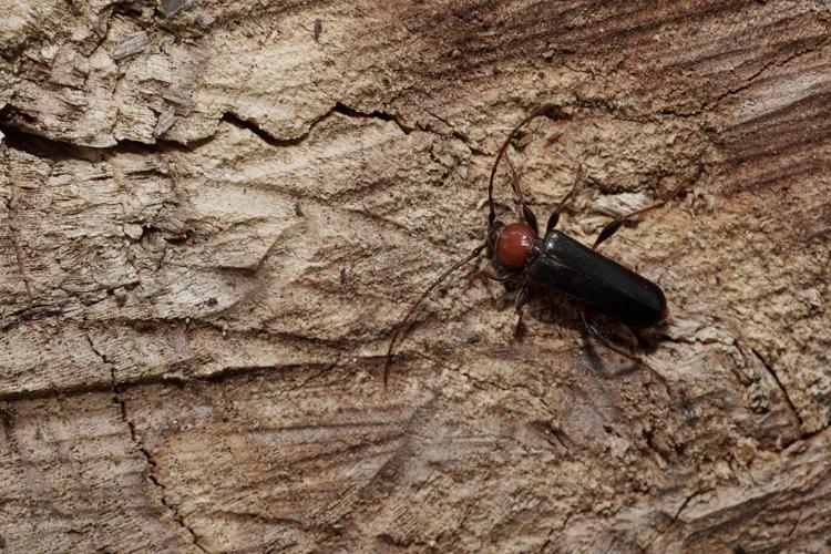 Longicorne variable (Phymatodes testaceus) - Ordan-Larroque (Gers) © Laurent Barthe