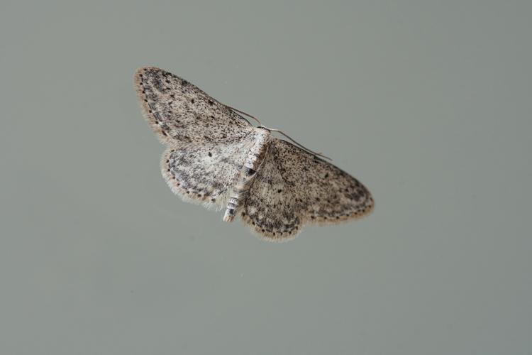 La Vieillie (Idaea seriata) - Ordan-Larroque (Gers) © Laurent Barthe