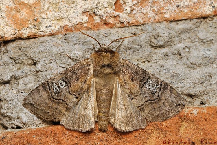 Tethea ocularis, Rebigue 31, mai 2020 © Ghislain Riou