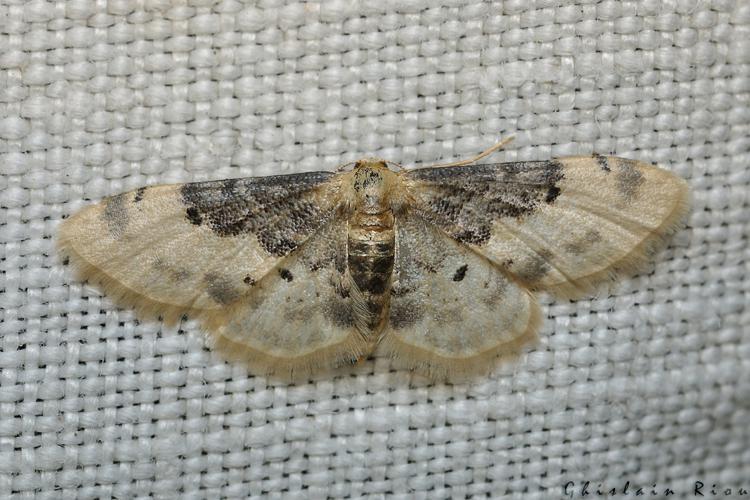 Idaea filicata, Rebigue 31, mai 2020 © Ghislain Riou