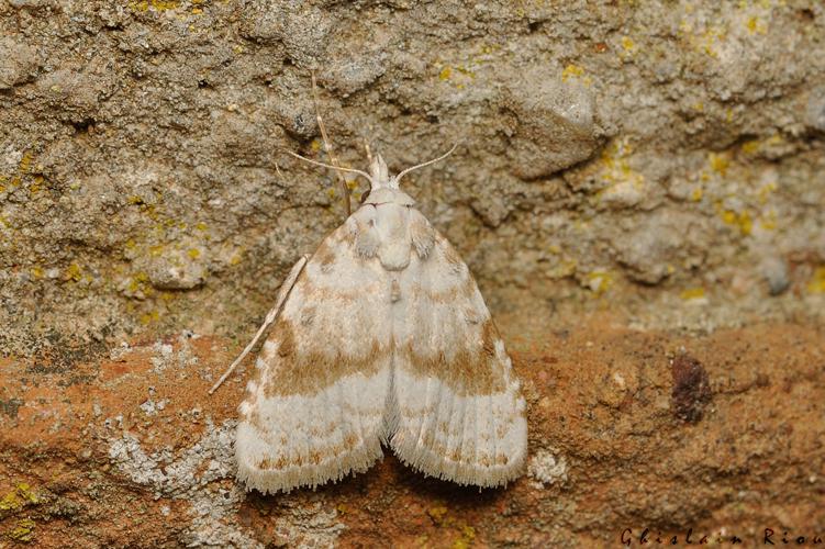 Meganola albula, Rebigue 31, mai 2020 © Ghislain Riou