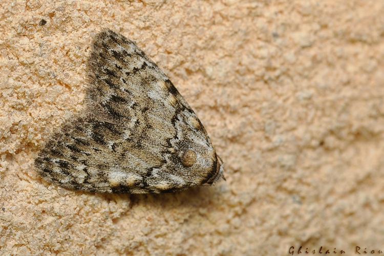 Meganola strigula, Rebigue 31, mai 2020 © Ghislain Riou