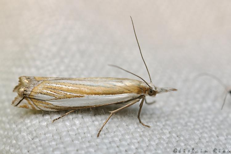 Crambus pascuella, Rebigue 31, mai 2020 © Ghislain Riou