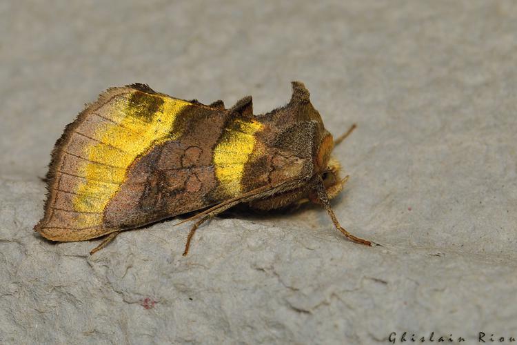 Diachrysia chrysitis, Rebigue 31, mai 2020 © Ghislain Riou