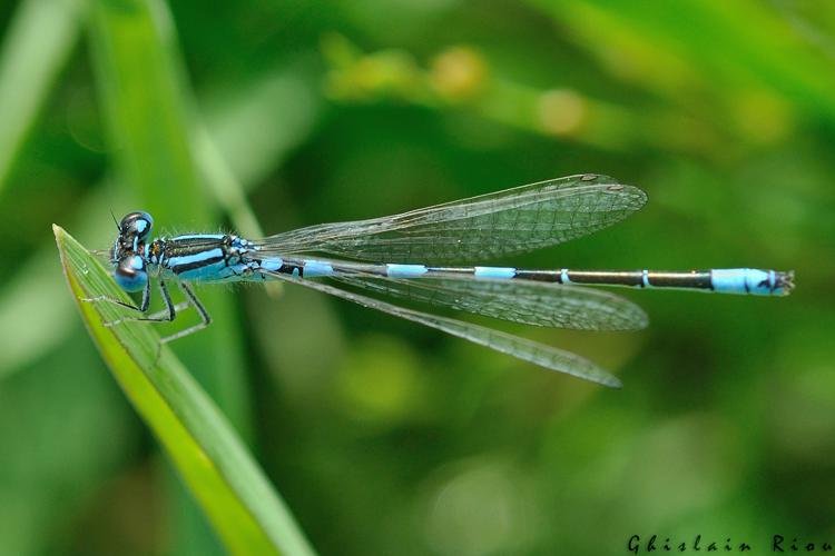 Coenagrion caerulescens mâle, Corronsac 31, mai 2020 © Ghislain Riou