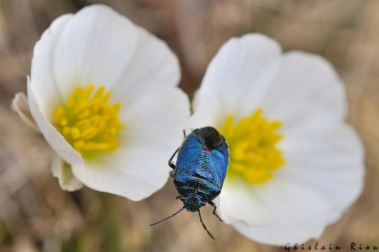 Eurydema cyanea, Auzat 09, juin 2020 © Ghislain Riou