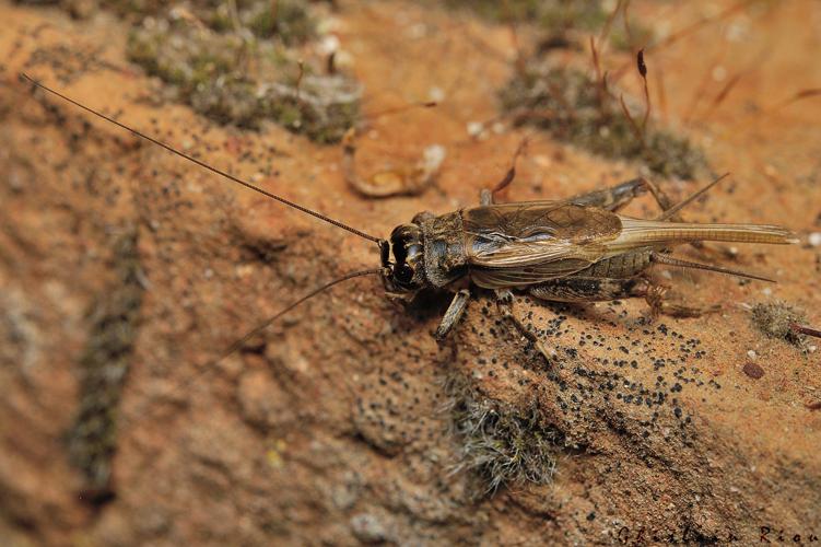 Eumodicogryllus bordigalensis mâle, Rebigue 31, mai 2020 © Ghislain Riou