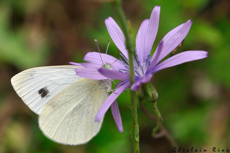 Pieris mannii, Niaux 09, juin 2020 © Ghislain Riou