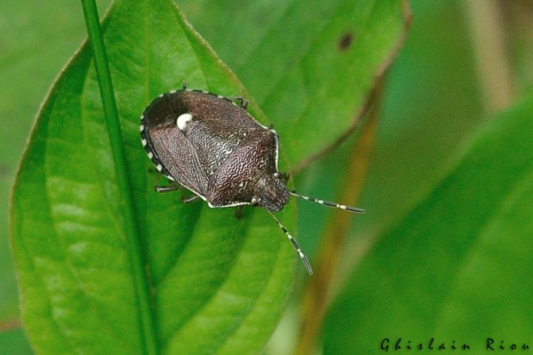 Holcostethus evae, Niaux 09, juin 2020 © Ghislain Riou