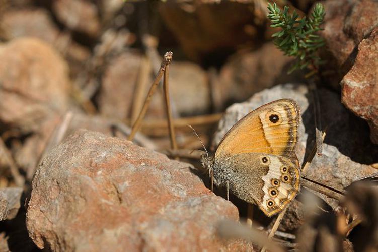 Coenonympha dorus, Aude, Août 2013 © Ghislain Riou