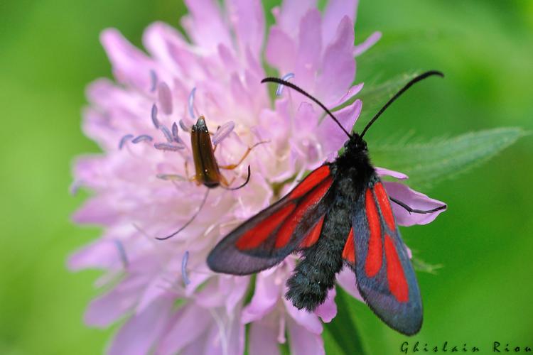 Zygaena osterodensis, Saccourvielle 31, juin 2020 © Ghislain Riou