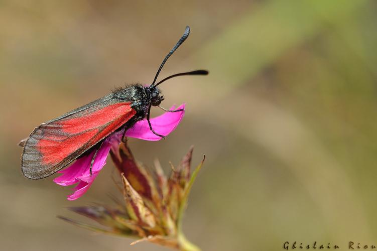 Zygaena purpuralis, Argut-Dessous 31, juin 2020 © Ghislain Riou