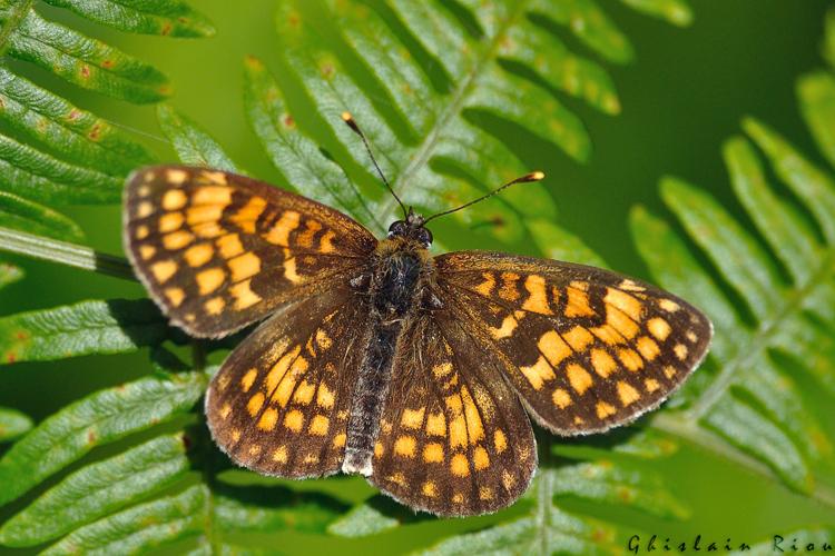 Melitaea nevadensis, Aynat 09, juin 2020 © Ghislain Riou