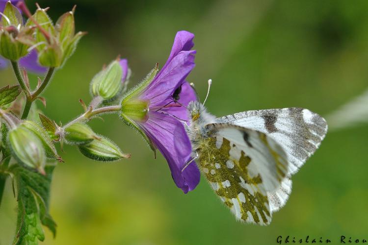 Euchloe simplonia, Aragnouet (65), juin 2020 © Ghislain Riou