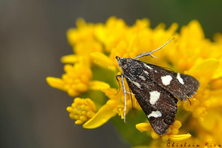 Eurrhypis pollinalis, Vieille Aure 65, juin 2020 © Ghislain Riou