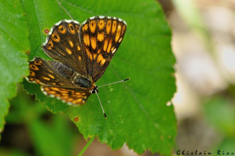 Hamearis lucina, Larroque 81, juillet 2020 © Ghislain Riou