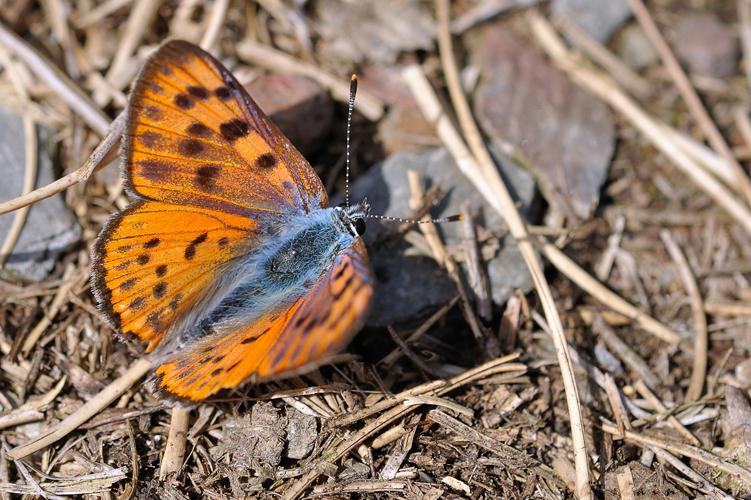 Lycaena alciphron, Rabat-les-Trois-Seigneurs 09, juillet 2020 © Ghislain Riou