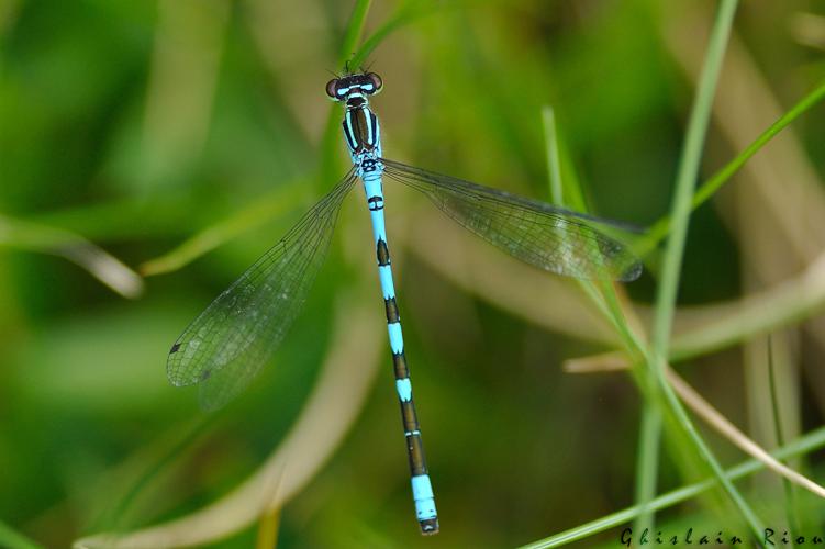 Coenagrion hastulatum mâle, Rabat les trois Seigneurs 09, juillet 2020 © Ghislain Riou