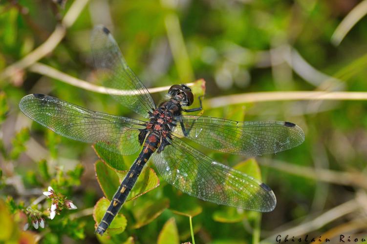 Leucorrhinia dubia, Rabat les trois Seigneurs 09, juillet 2020 © Ghislain Riou