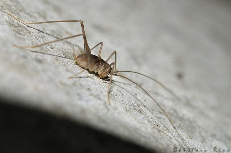 Dolichopoda linderii larve, Niaux 09, juillet 2020 © Ghislain Riou