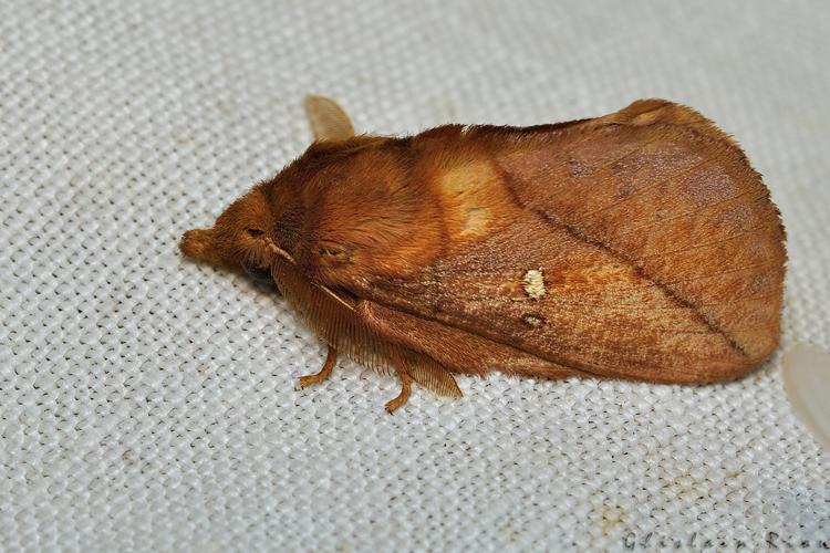 Euthrix potatoria, Rebigue 31, Août 2020 © Ghislain Riou