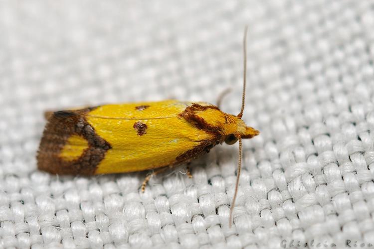 Agapeta zoegana, Rebigue 31, Août 2020 © Ghislain Riou