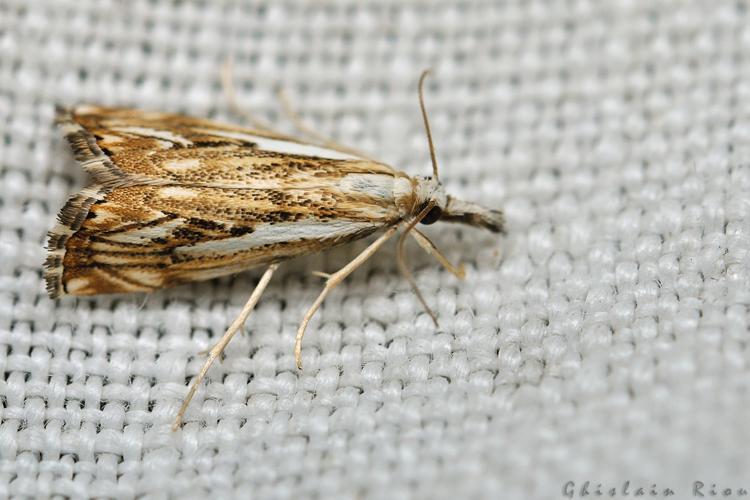 Catoptria falsella, Rebigue 31, Août 2020 © Ghislain Riou