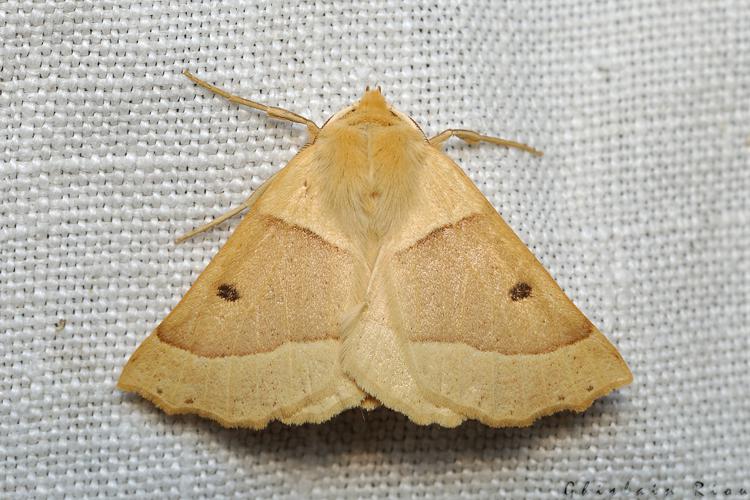 Crocallis elinguaria, Rebigue 31, Août 2020 © Ghislain Riou