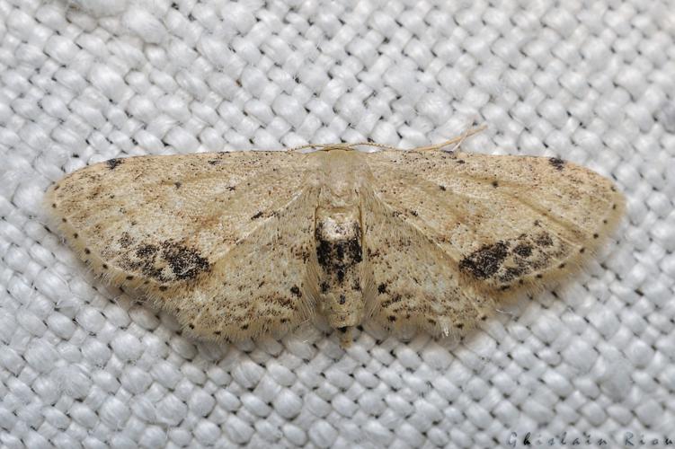 Idaea dimidiata, Rebigue 31, Août 2020 © Ghislain Riou