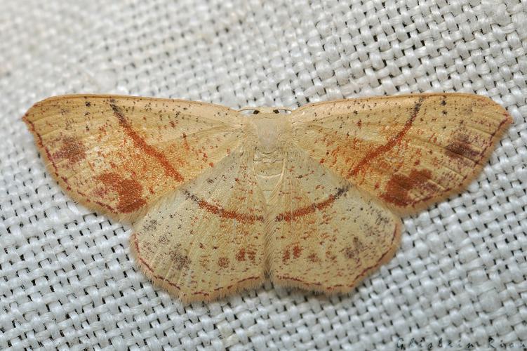 Cyclophora punctaria, Rebigue 31, avril 2020 © Ghislain Riou