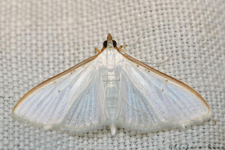 Palpita vitrealis, Rebigue 31, Août 2020 © Ghislain Riou