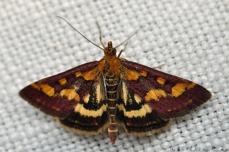 Pyrausta purpuralis, Rebigue 31, Août 2020 © Ghislain Riou