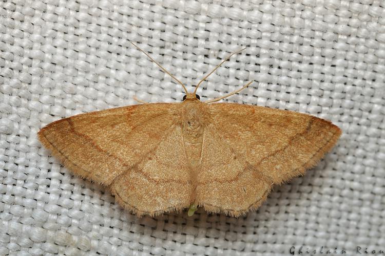 Scopula rubiginata, Rebigue 31, Août 2020 © Ghislain Riou