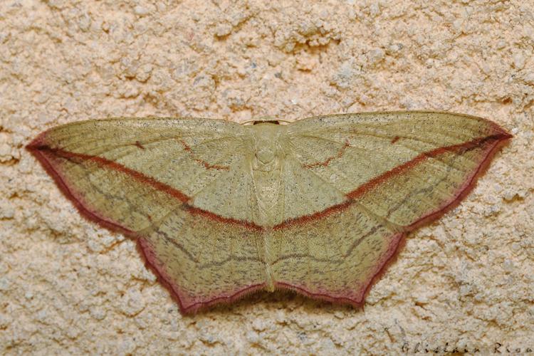 Timandra comae, Rebigue 31, Août 2020 © Ghislain Riou