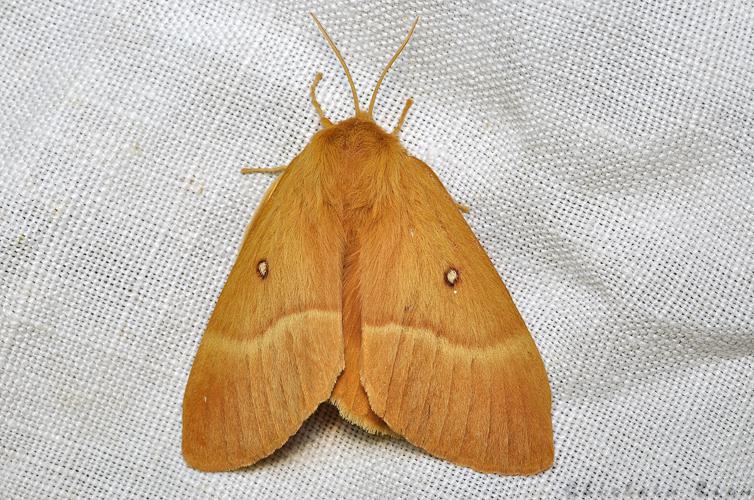 Lasiocampa quercus, Rebigue 31, Août 2020 © Ghislain Riou