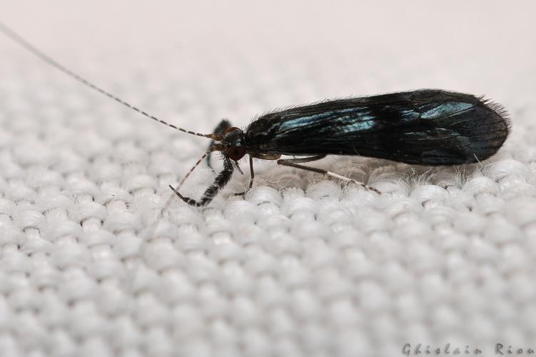 Mystacides azureus/niger, Rebigue 31, Août 2020 © Ghislain Riou