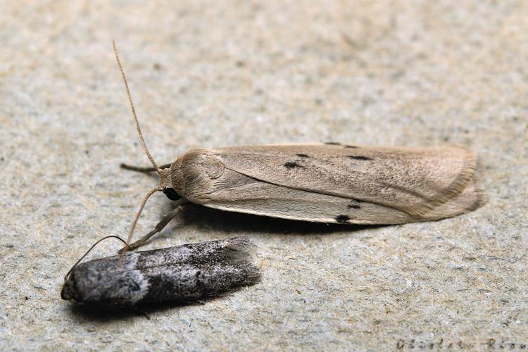 Pelosia muscerda, Rebigue 31, Août 2020 © Ghislain Riou