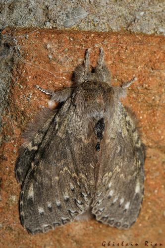 Stauropus fagi, Rebigue 31, Août 2020 © Ghislain Riou